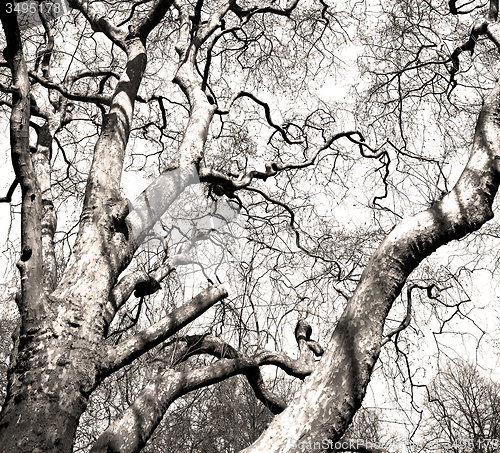 Image of park in london spring sky and old dead tree 