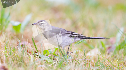 Image of Yellow wagtail, female