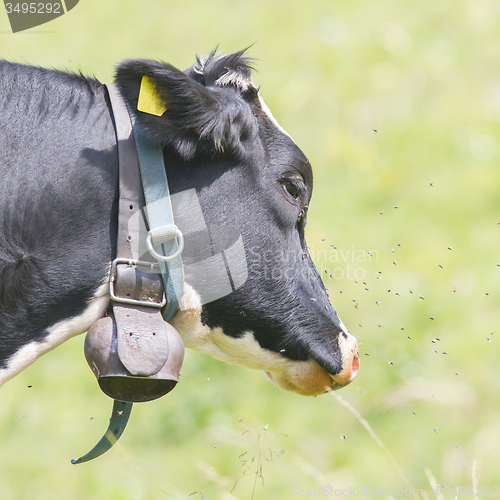 Image of Brown milk cow in a meadow of grass