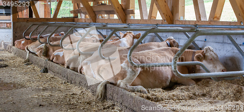 Image of Cows in a farm cowshed