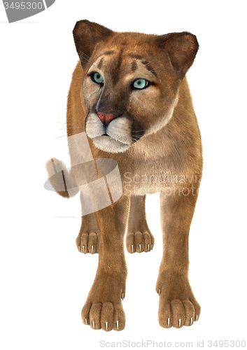 Image of Big Cat Puma