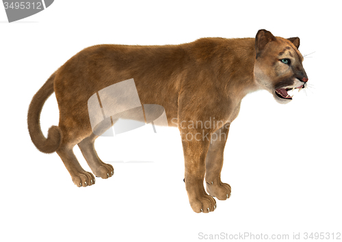 Image of Big Cat Puma