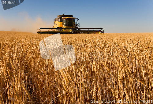 Image of Working the harvest