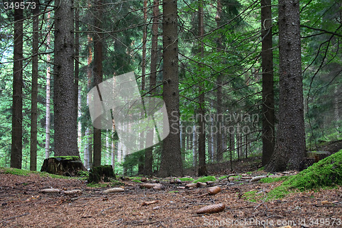 Image of czech forest