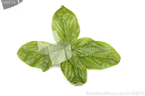 Image of green leaves on the white background