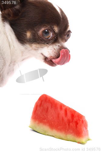 Image of chihuahua and water melon