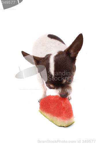 Image of chihuahua and water melon