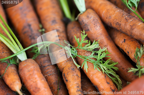 Image of close up of carrot