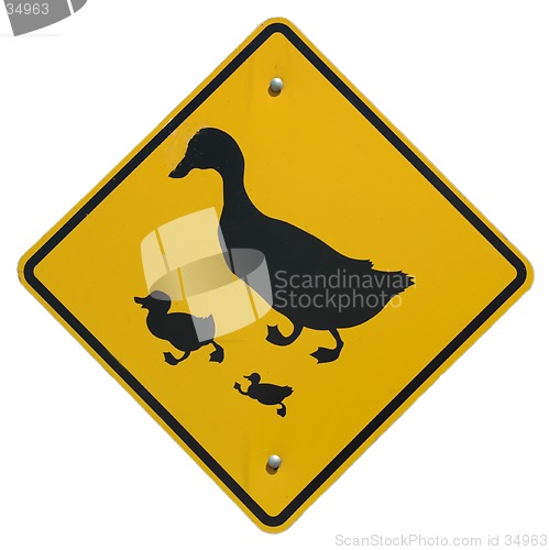 Image of Duck Crossing