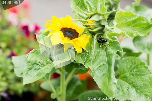 Image of close up of blooming sunflower in garden