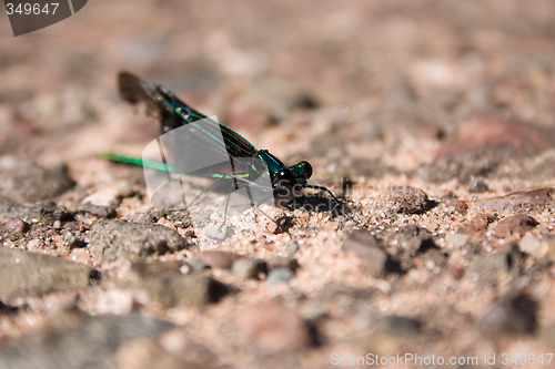 Image of Damselfly