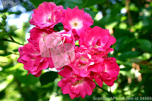 Image of Flower 2
