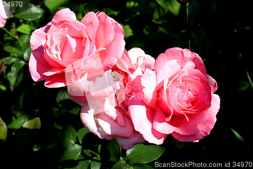 Image of Flower 3