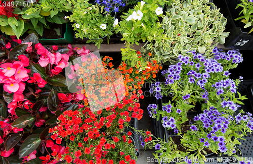 Image of close up of flower seedlings at street market