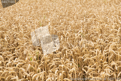 Image of field of ripening wheat ears or rye spikes