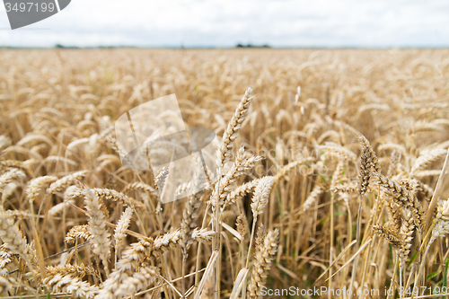 Image of field of ripening wheat ears or rye spikes
