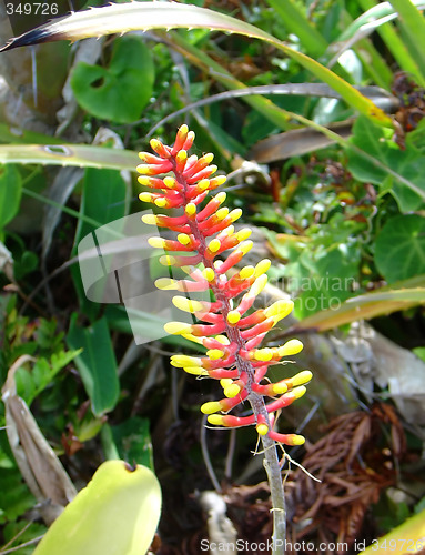 Image of Bromeliads flower