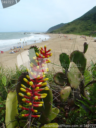 Image of Bromeliads flower and the beach