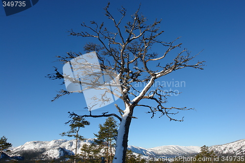 Image of Dead Tree