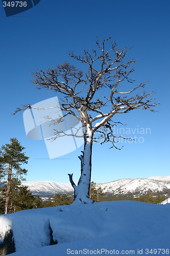 Image of Dead Tree