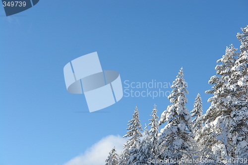 Image of Snowcovered trees on mountainside