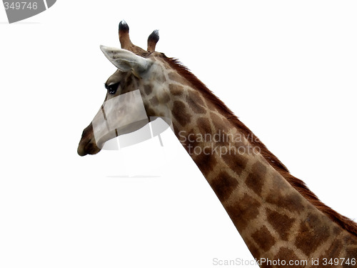 Image of Giraffe