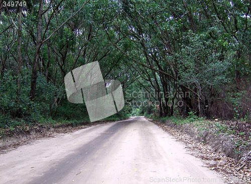 Image of Road path of trees