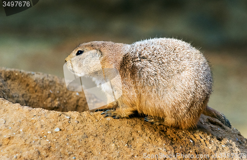 Image of Black-tailed prairie dog