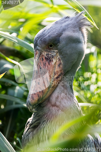 Image of Shoebill