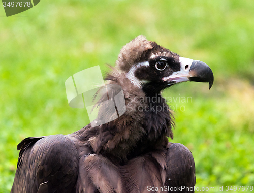 Image of Vulture