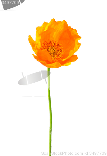 Image of Iceland poppy (Papaver nudicaule)