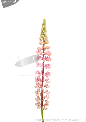 Image of Large-leaved lupine (Lupinus polyphyllus)