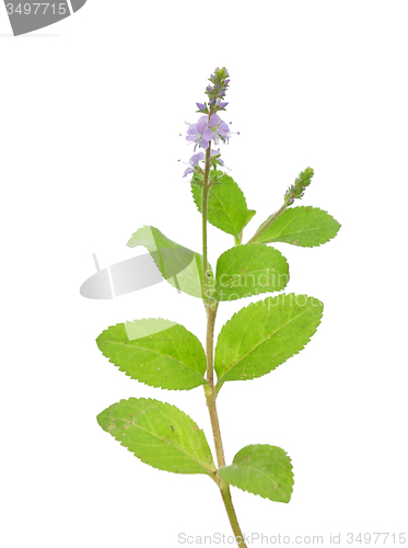 Image of Heath speedwell (Veronica officinalis)