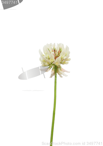 Image of White clover (Trifolium repens)