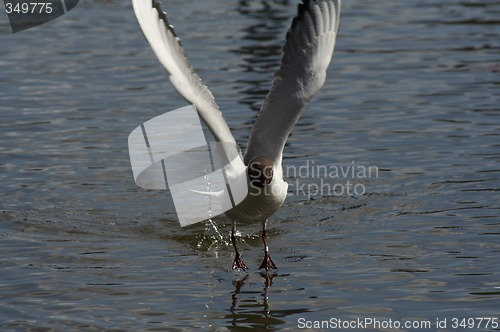 Image of blackheaded seagull