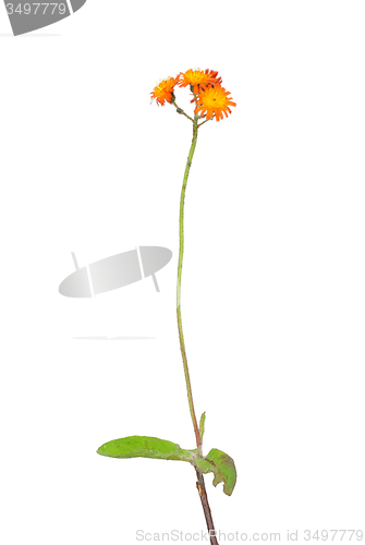 Image of Orange hawkweed (Hieracium aurantiacum)