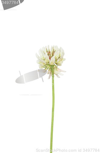 Image of White clover (Trifolium repens)