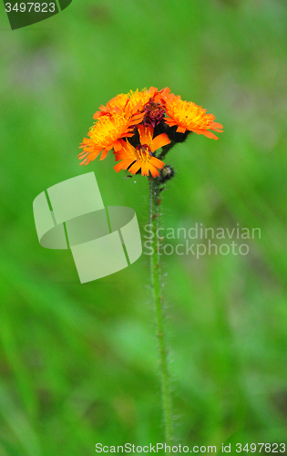 Image of Orange hawkweed (Hieracium aurantiacum)