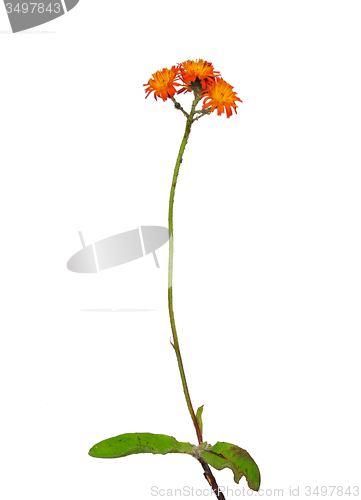 Image of Orange hawkweed (Hieracium aurantiacum)