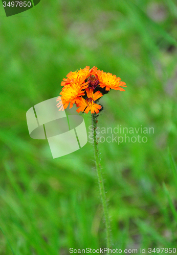 Image of Orange hawkweed (Hieracium aurantiacum)