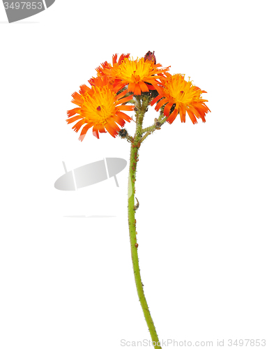 Image of Orange hawkweed (Hieracium aurantiacum)