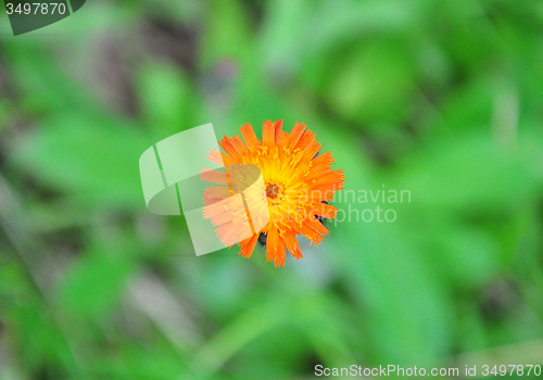 Image of Orange hawkweed (Hieracium aurantiacum)