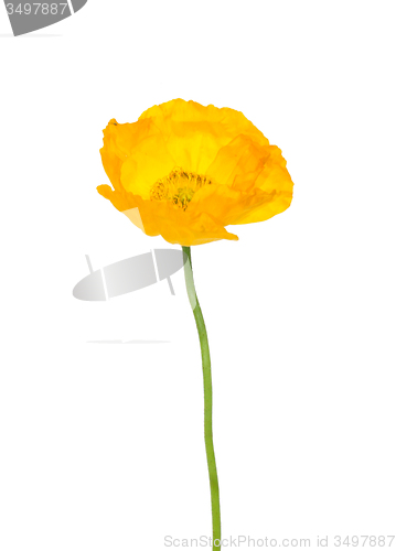 Image of Iceland poppy (Papaver nudicaule)