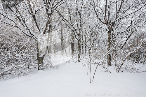 Image of Winter forest