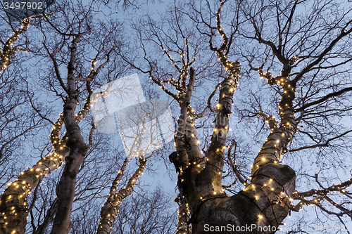 Image of Illuminated tree 