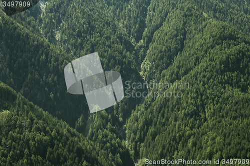 Image of Mountain forest