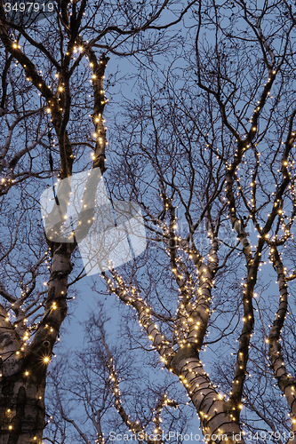 Image of Illuminated tree 