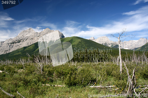 Image of Windfallen trees