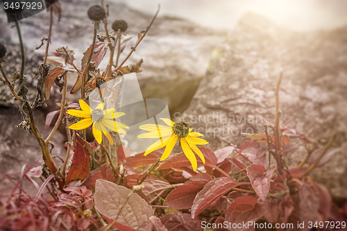 Image of sunflowers