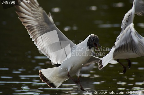 Image of flying blackheaded seagull